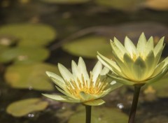  Nature Divers fleurs shooter en italie