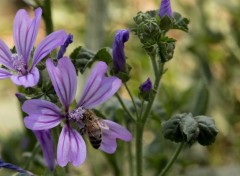  Nature Divers fleurs shooter en italie