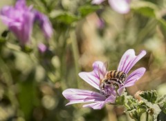  Nature Divers fleurs shooter en italie