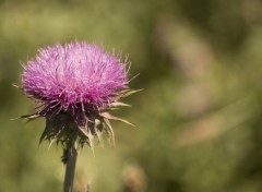  Nature Divers fleurs shooter en italie