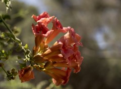  Nature Divers fleurs shooter en italie