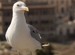  Animaux Goeland