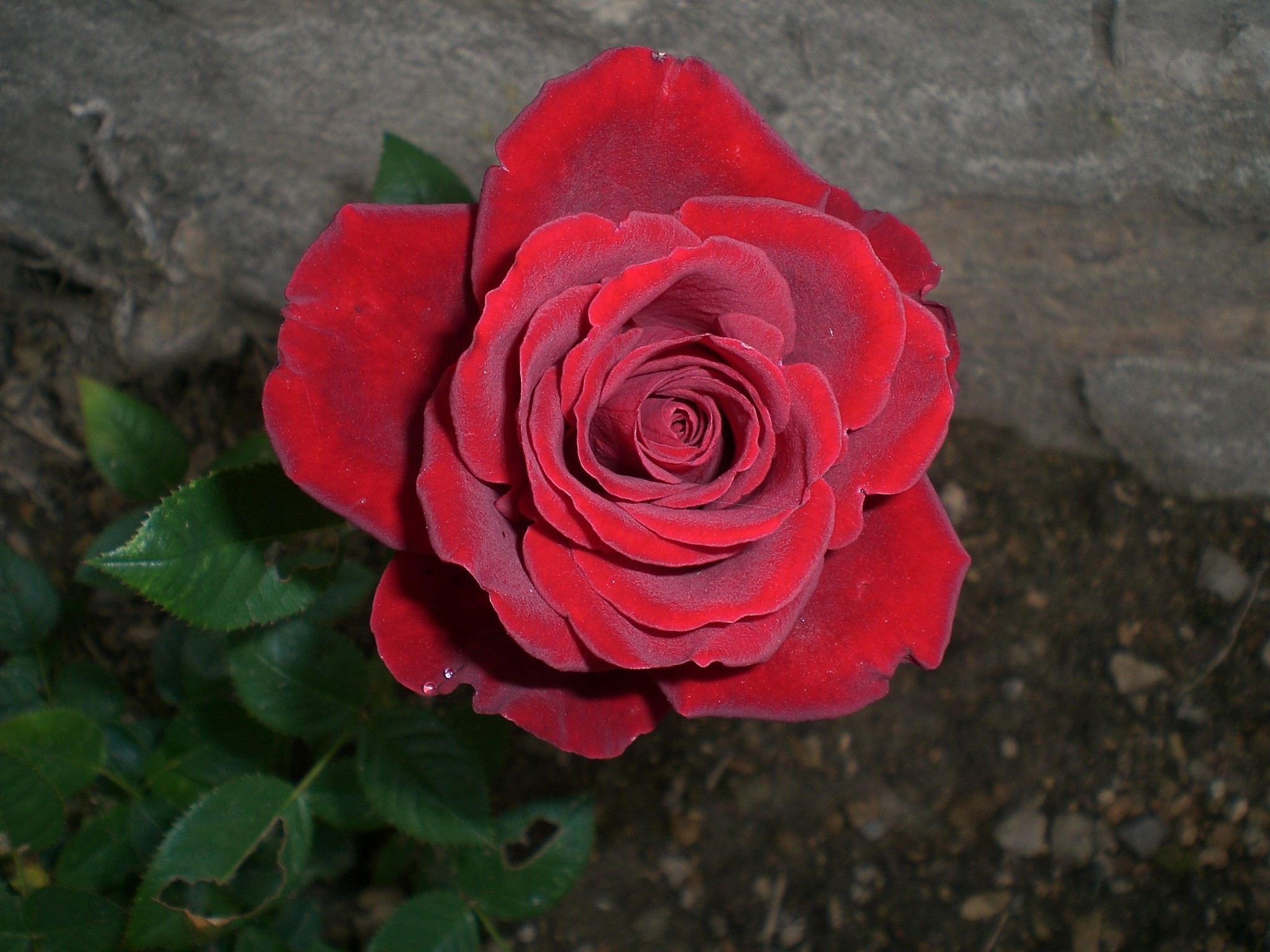 Fonds d'cran Nature Fleurs 