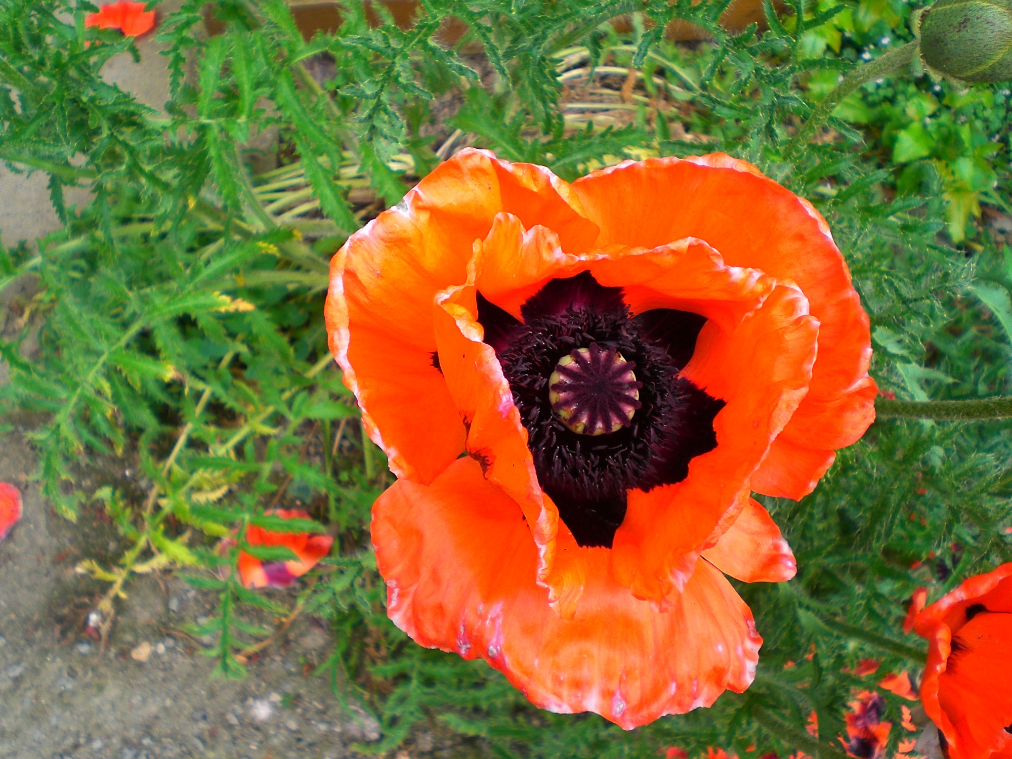 Fonds d'cran Nature Fleurs 