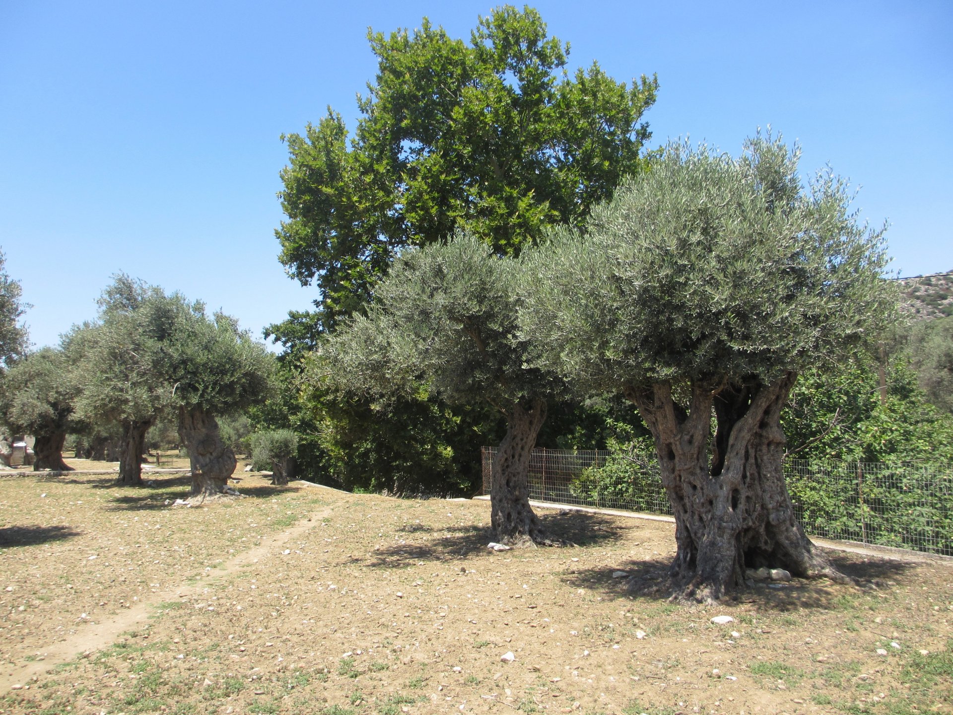 Fonds d'cran Nature Arbres - Forts Oliviers, le de Naxos, Grce