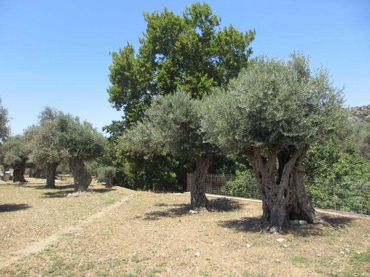 Fonds d'cran Nature Arbres - Forts Oliviers, le de Naxos, Grce