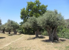  Nature Oliviers, le de Naxos, Grce