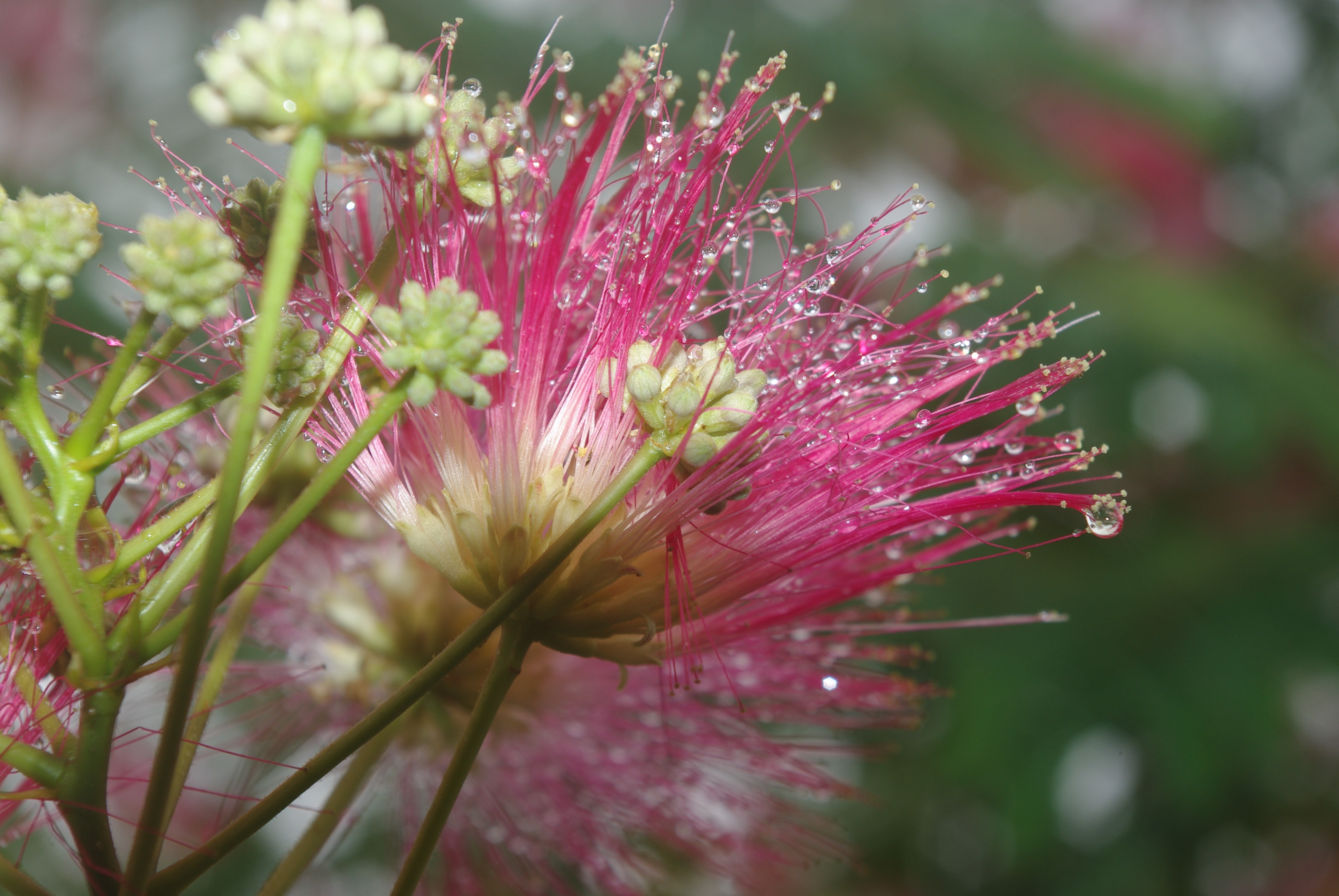 Wallpapers Nature Flowers rose du matin