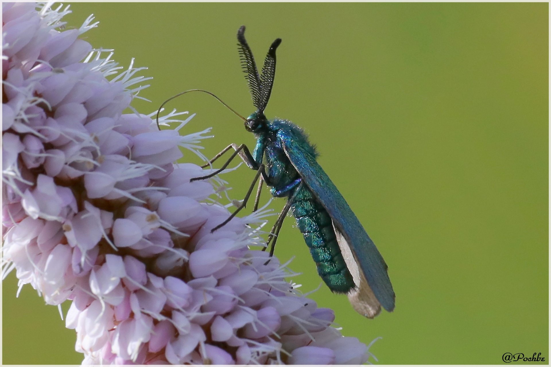 Fonds d'cran Animaux Insectes - Papillons 