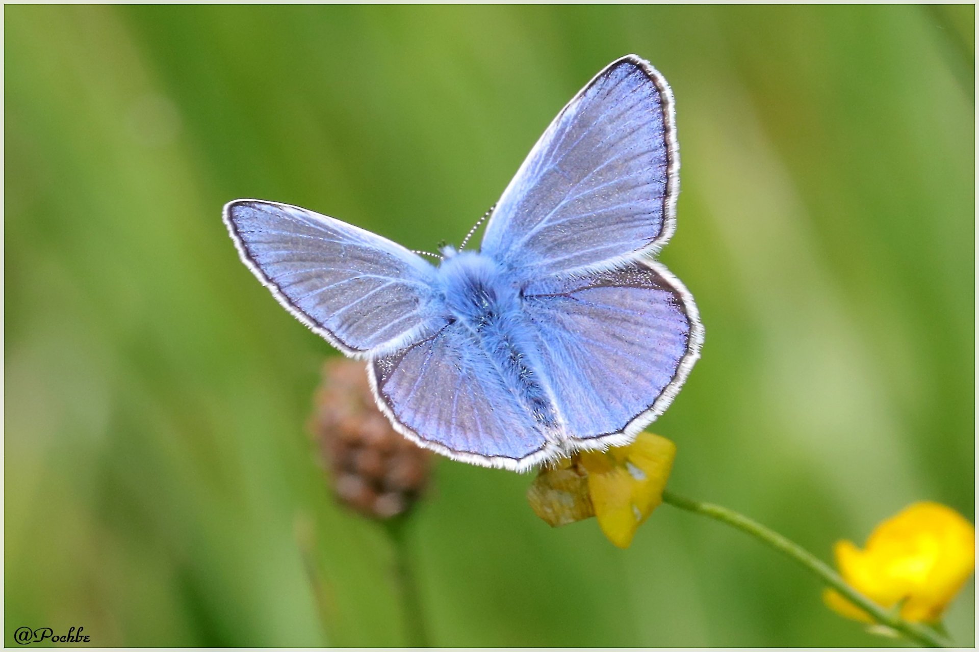 Fonds d'cran Animaux Insectes - Papillons 