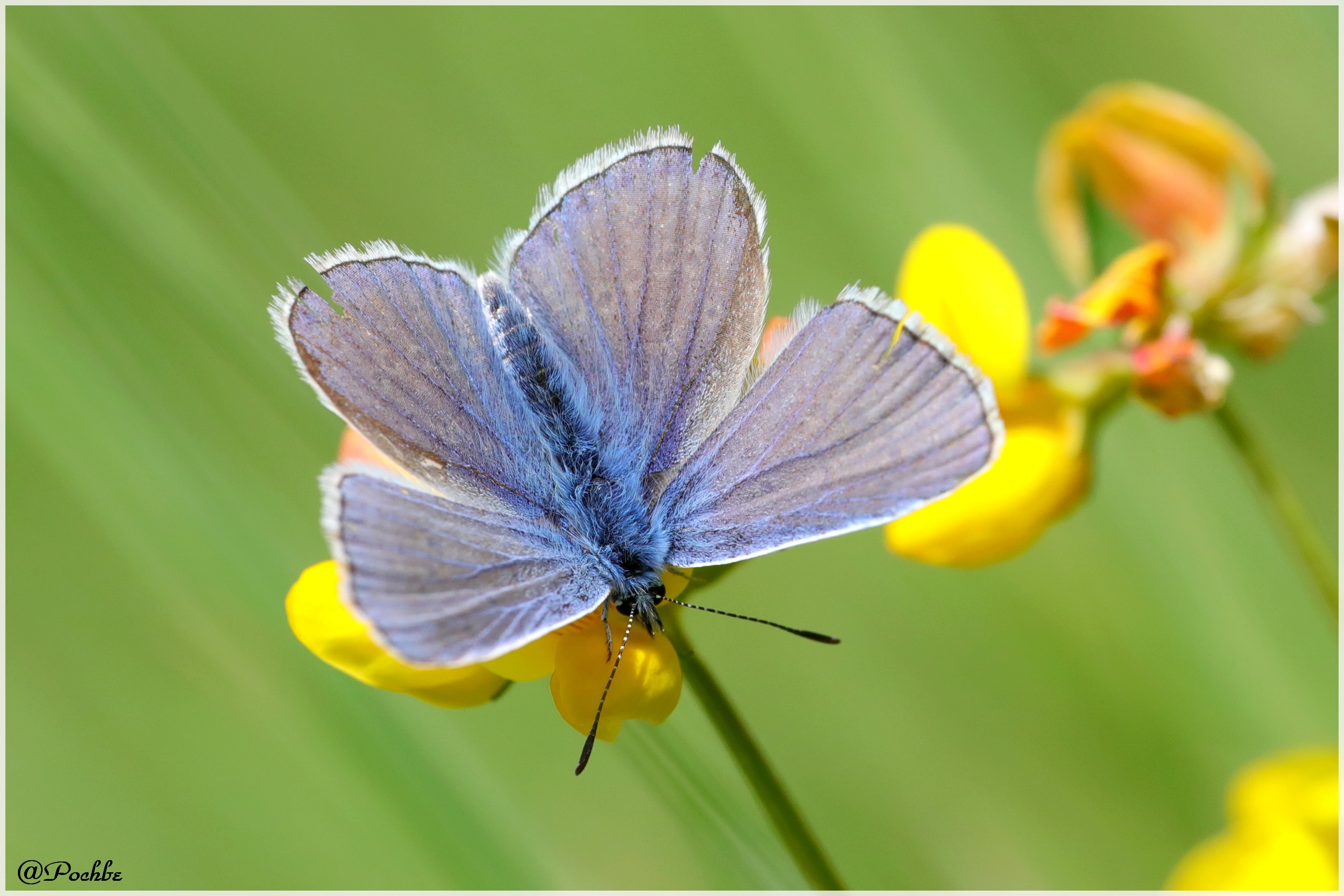 Wallpapers Animals Insects - Butterflies 