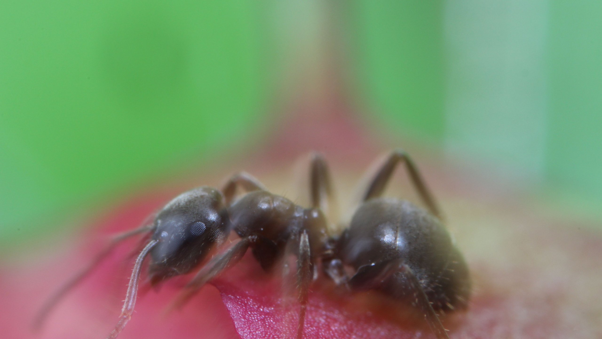 Fonds d'cran Animaux Insectes - Fourmis 