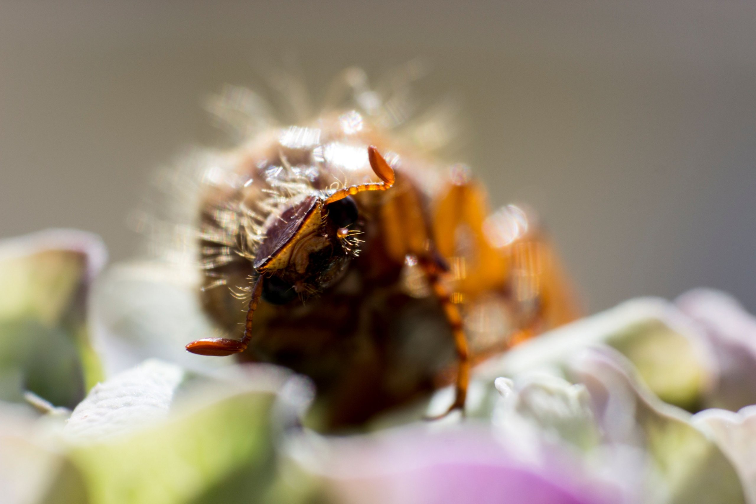 Fonds d'cran Animaux Insectes - Divers 