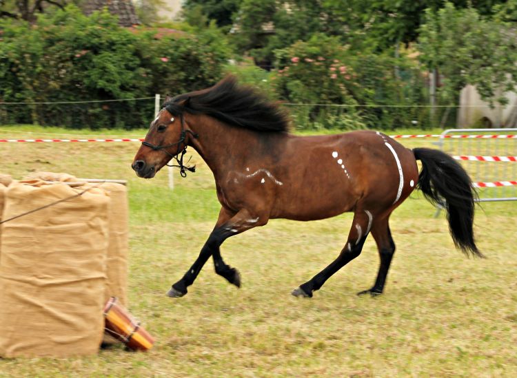 Fonds d'cran Animaux Chevaux spectacle equestre