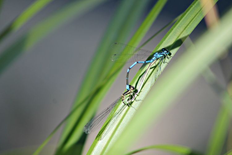 Fonds d'cran Animaux Insectes - Libellules libellules