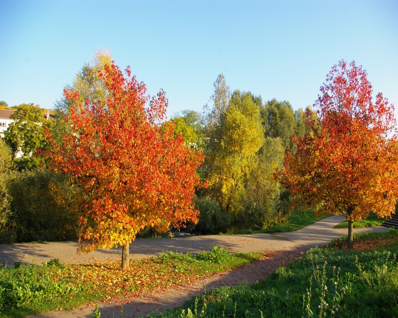 Fonds d'cran Nature Arbres - Forts 