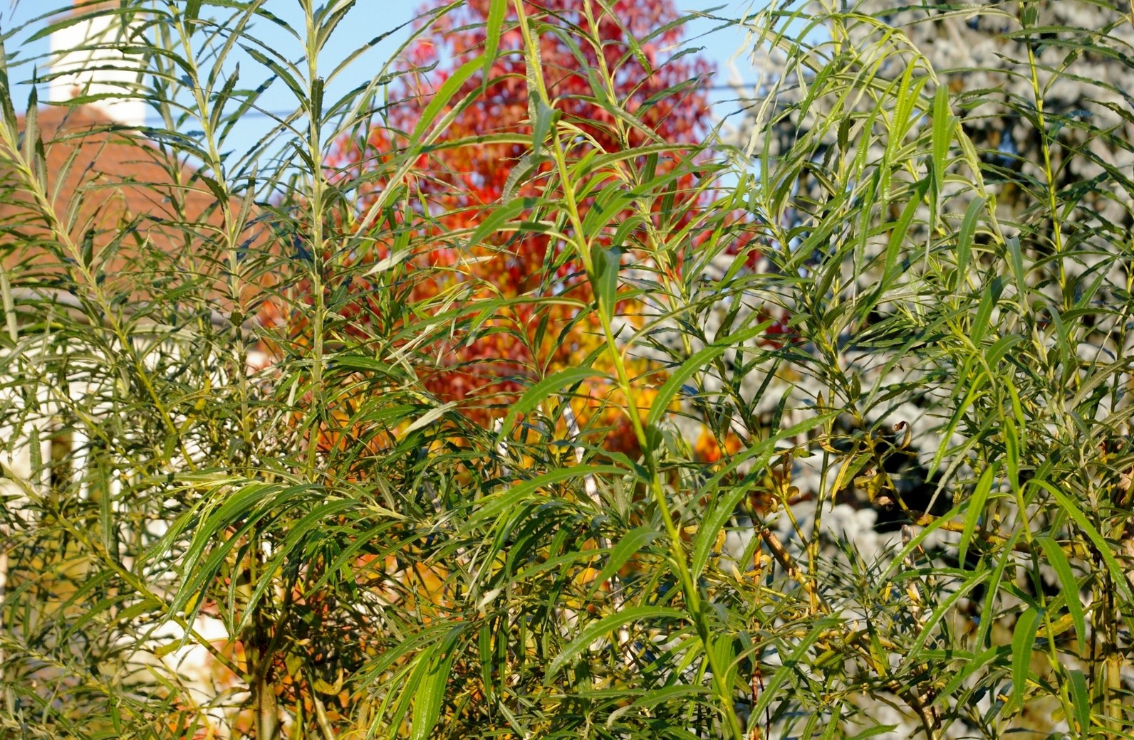 Fonds d'cran Nature Arbres - Forts 