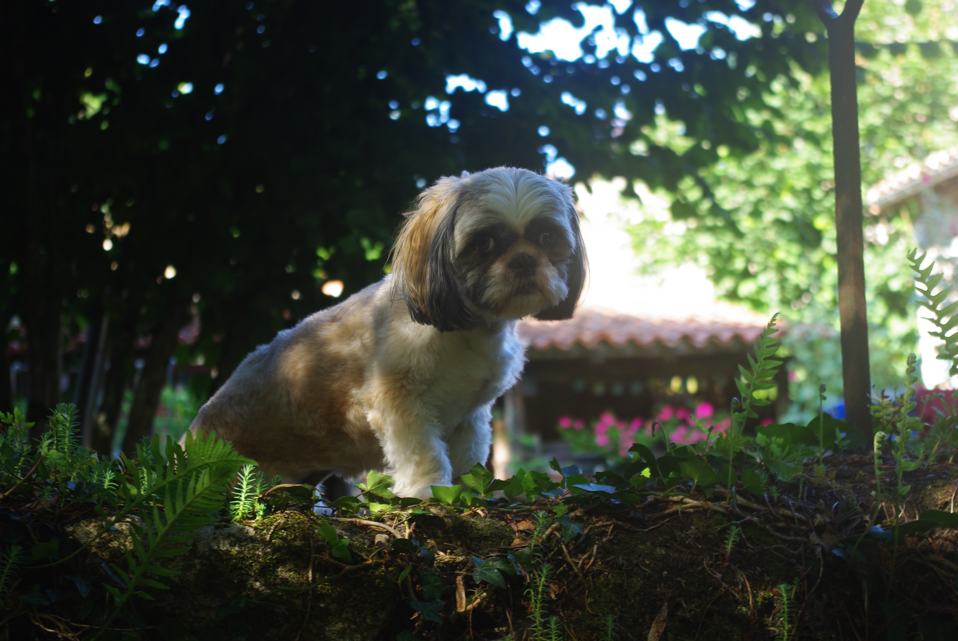 Fonds d'cran Animaux Chiens 