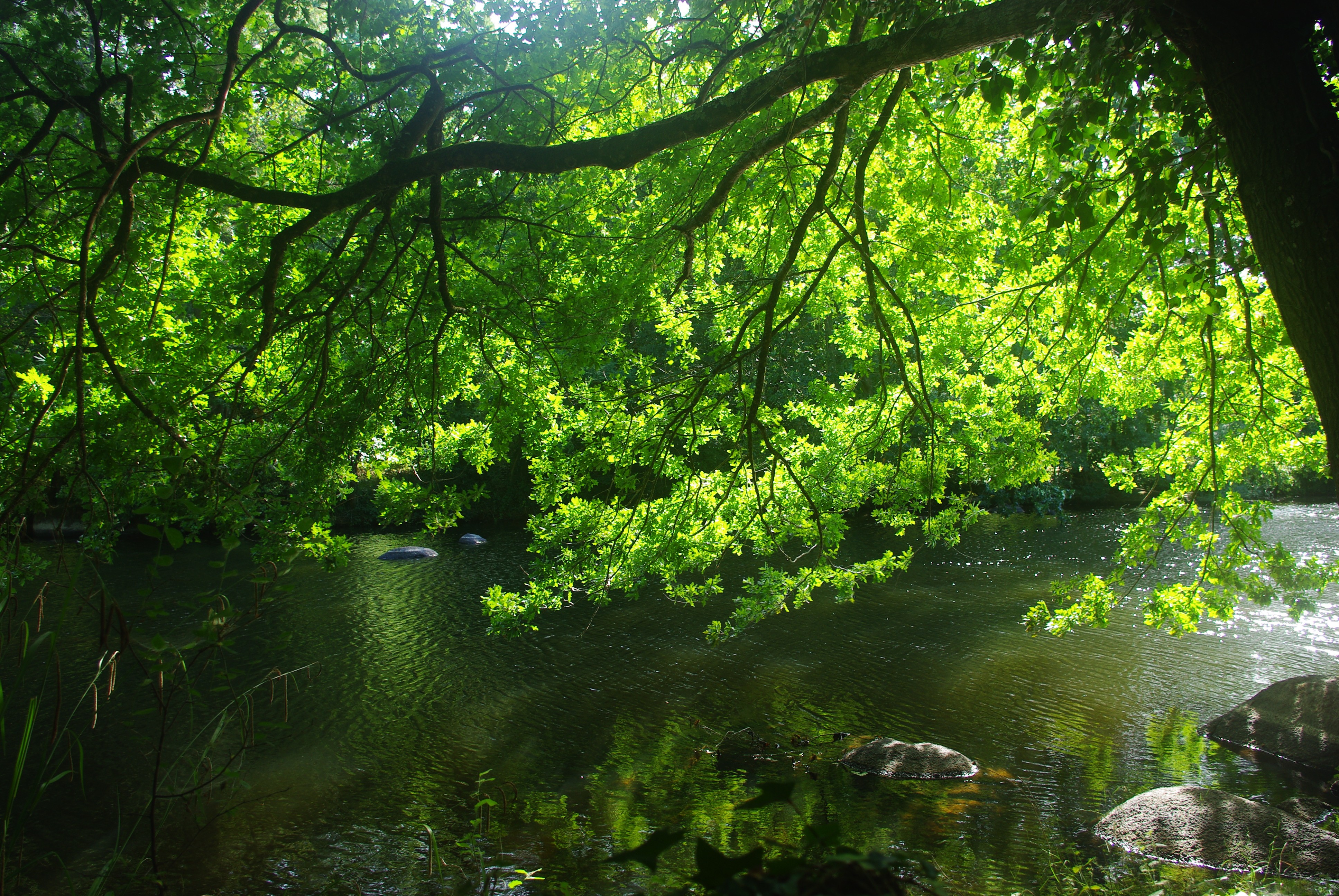 Fonds d'cran Nature Arbres - Forts 