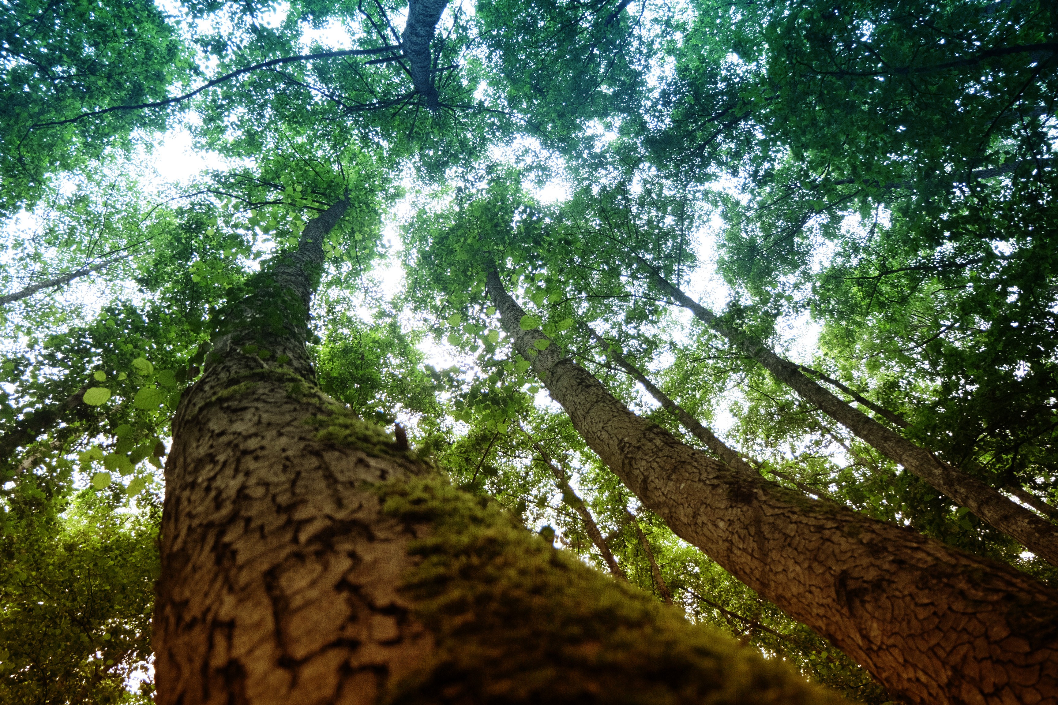 Fonds d'cran Nature Arbres - Forts 