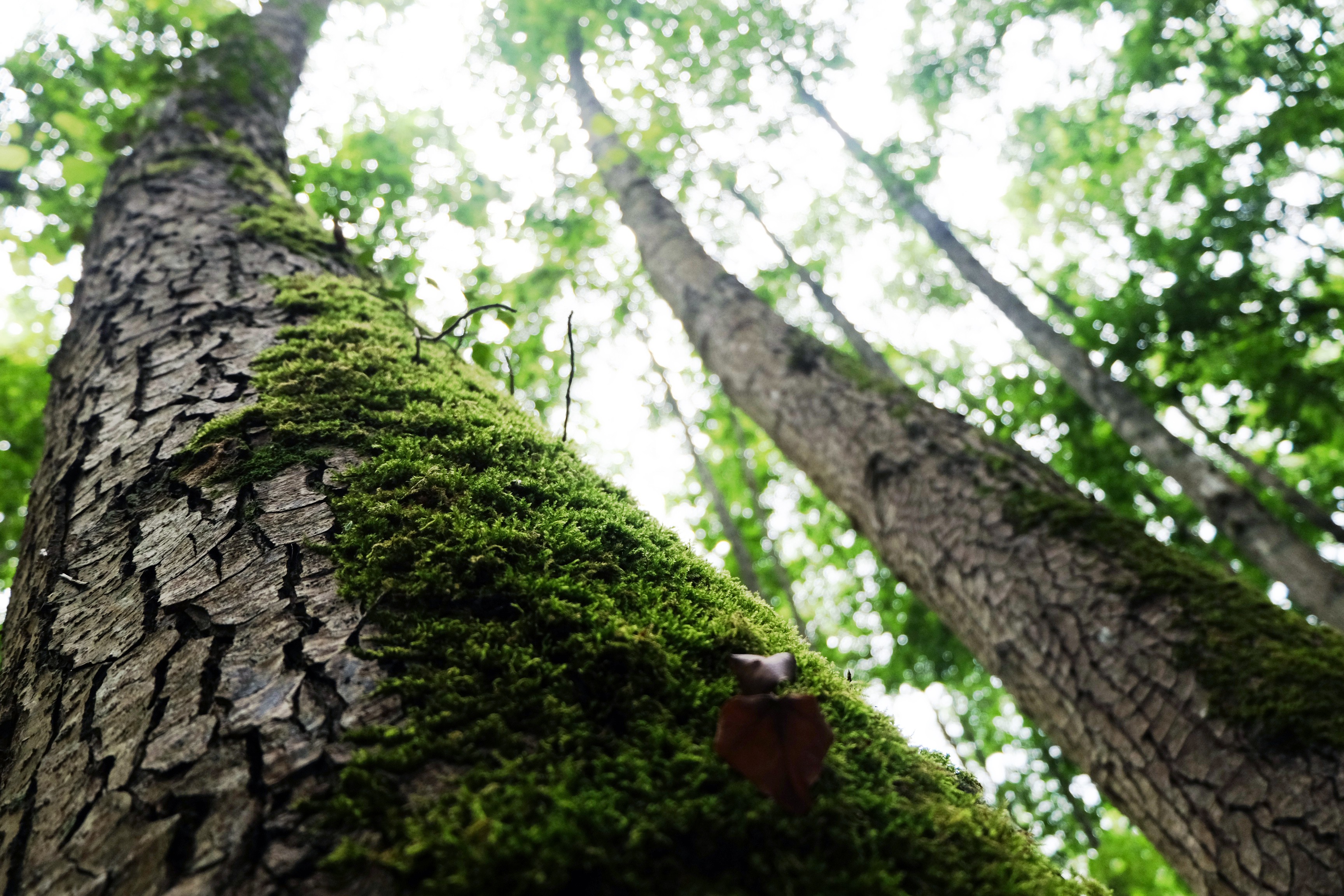 Wallpapers Nature Trees - Forests 