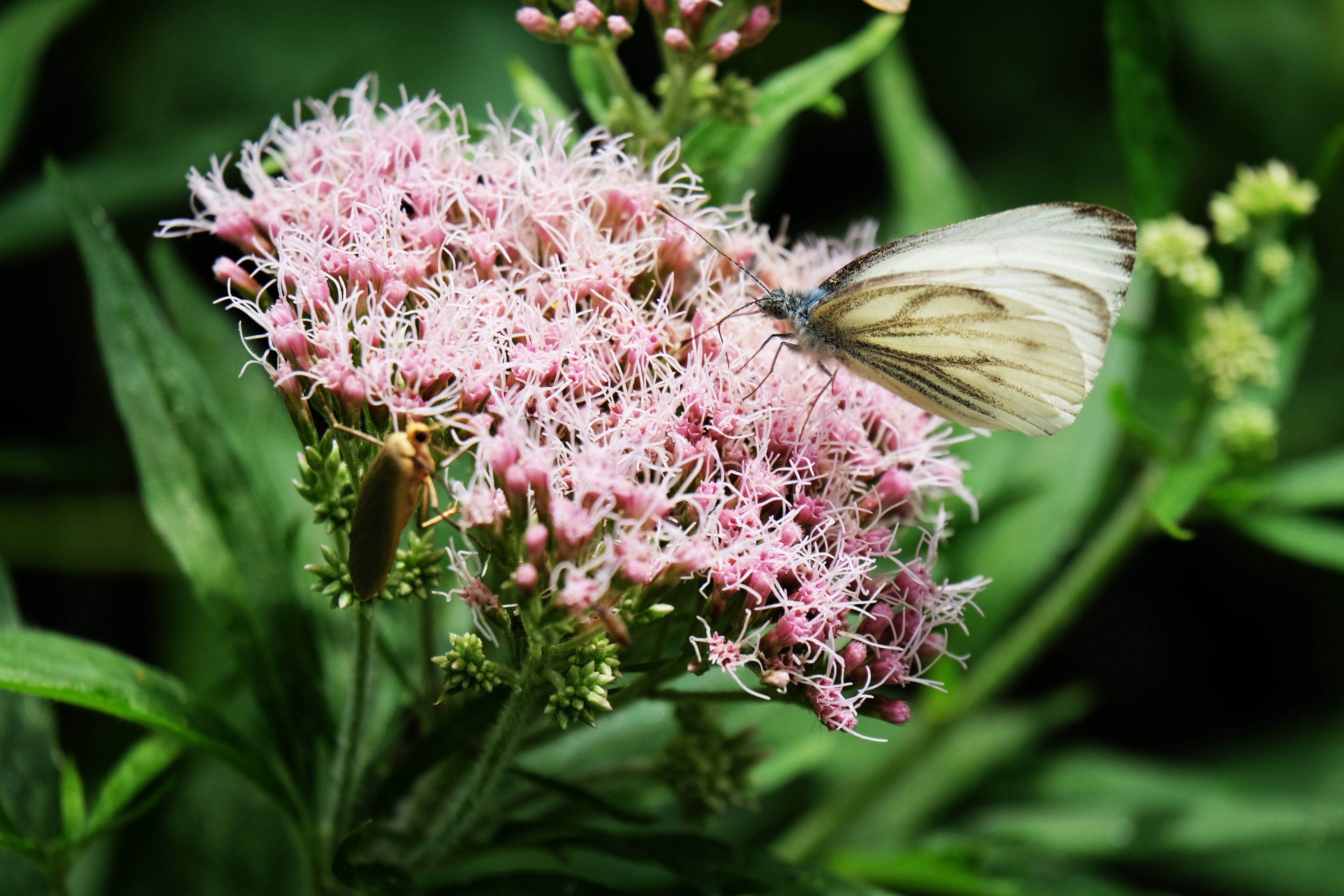 Wallpapers Animals Insects - Butterflies 