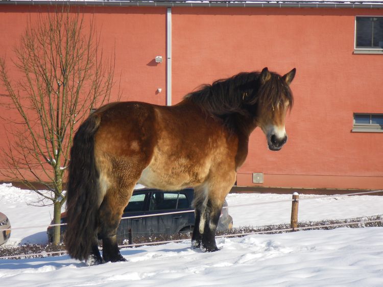 Fonds d'cran Animaux Chevaux Vanille (Ardennais)