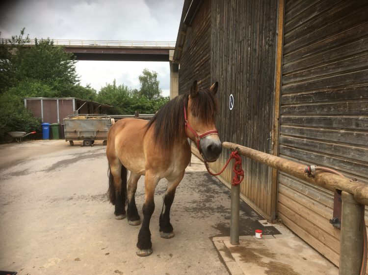 Fonds d'cran Animaux Chevaux Vanille (Ardennais)