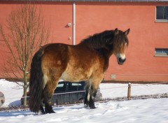  Animaux Vanille (Ardennais)