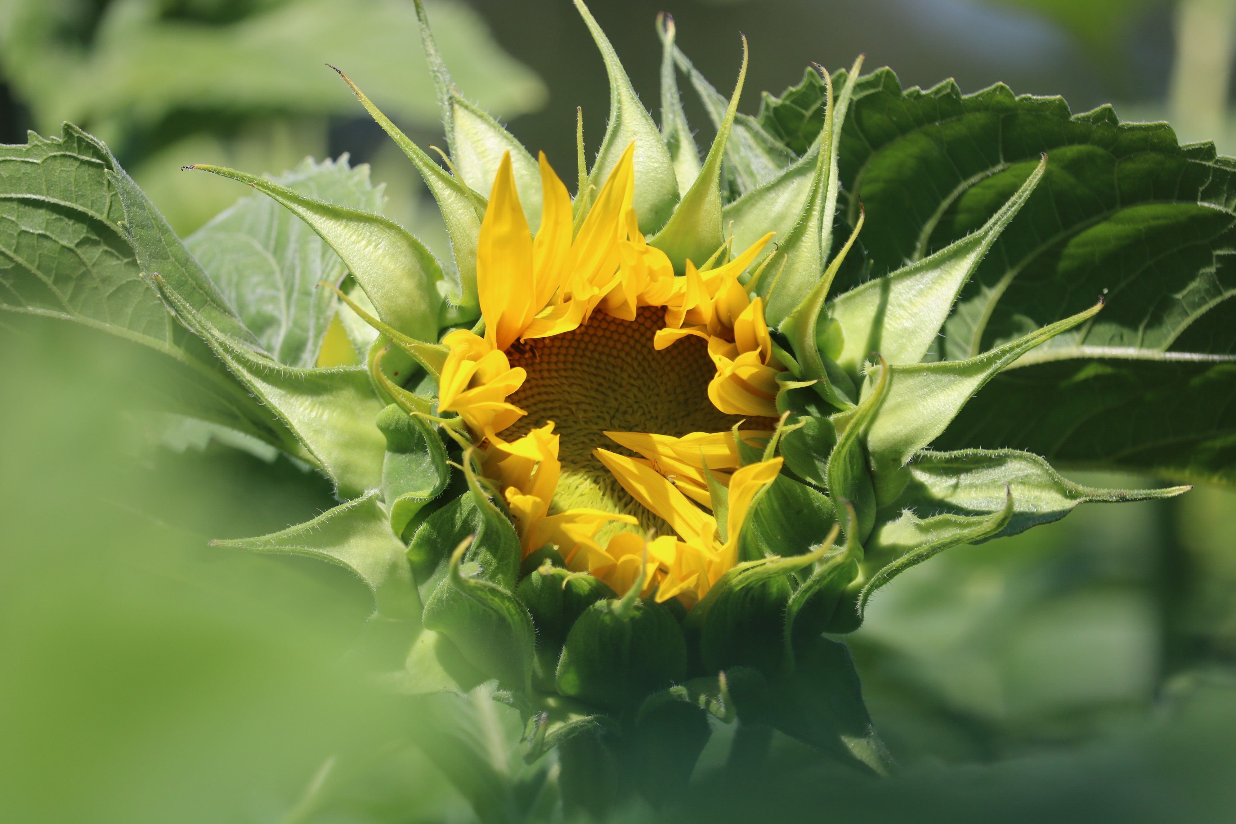 Fonds d'cran Nature Fleurs A travers champs