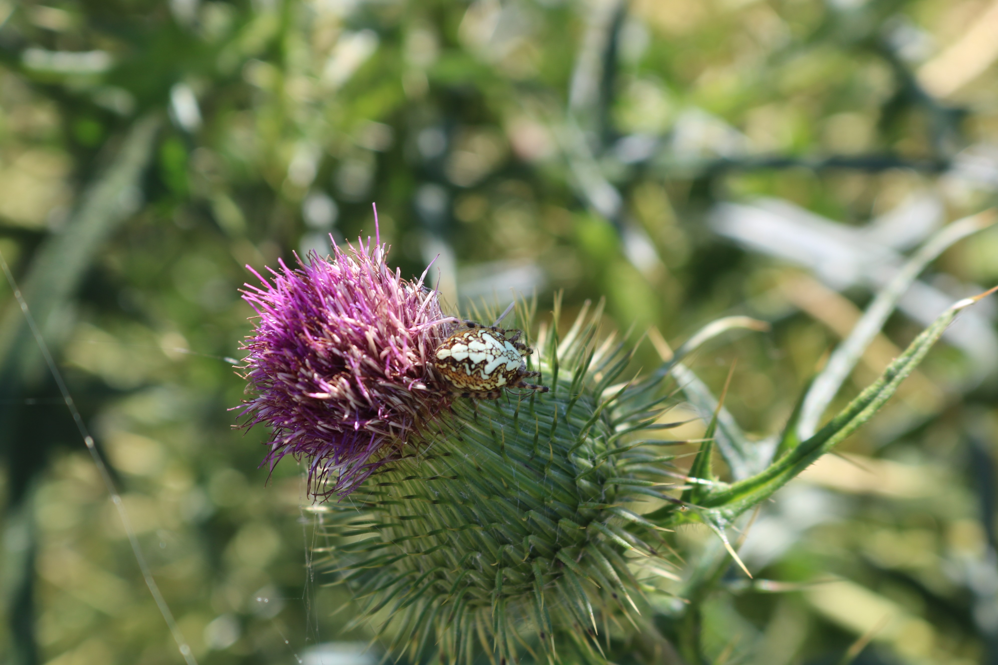 Fonds d'cran Nature Fleurs A travers champs