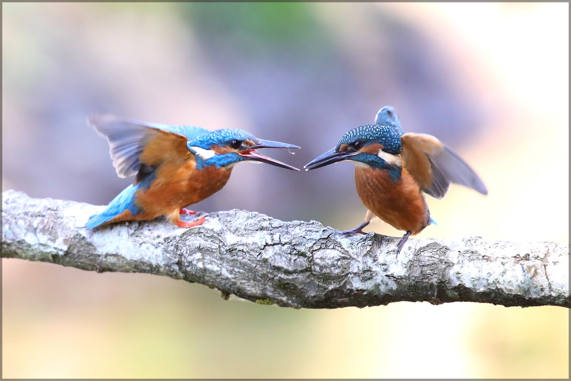 Fonds d'cran Animaux Oiseaux - Martins-pcheurs 