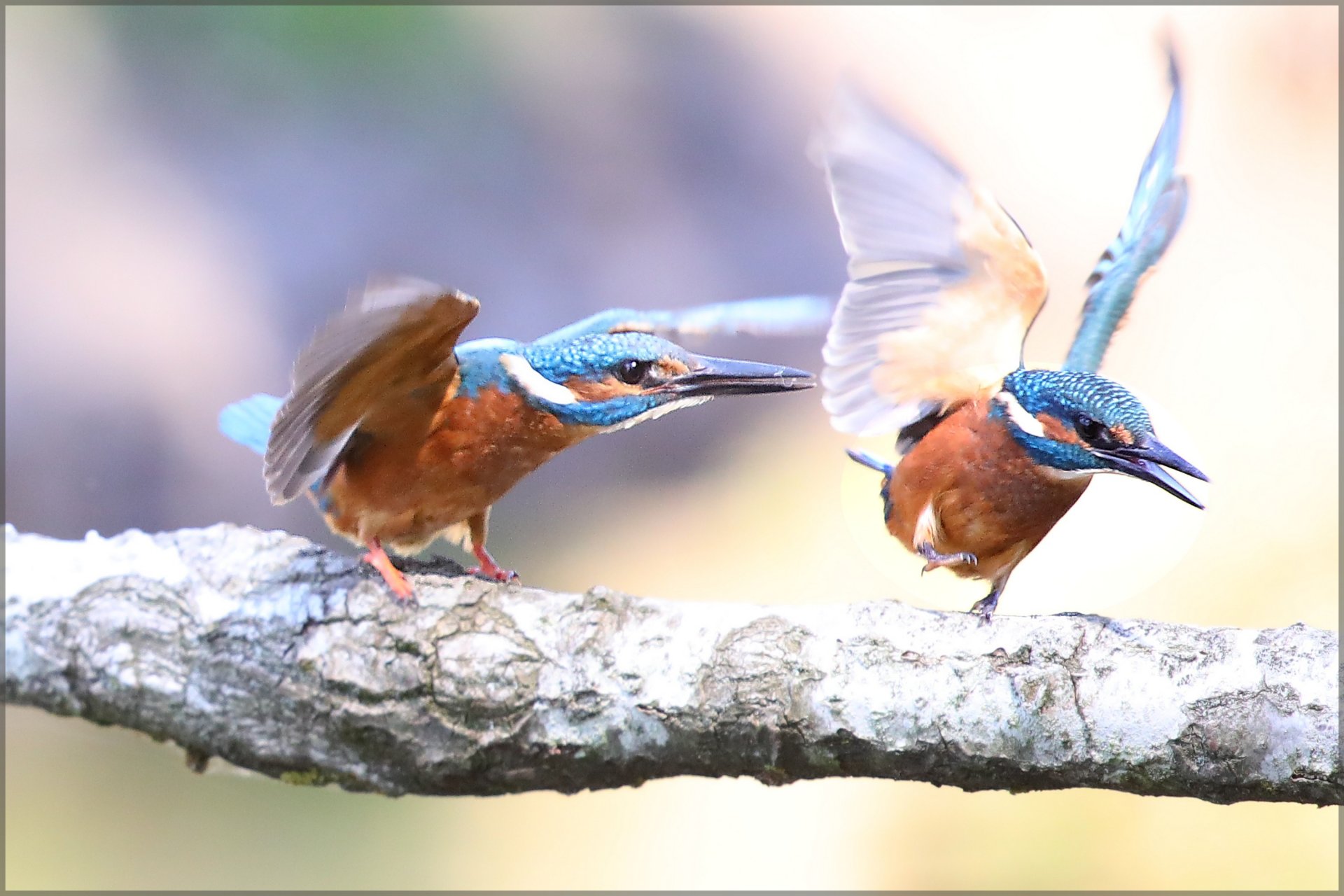 Fonds d'cran Animaux Oiseaux - Martins-pcheurs 