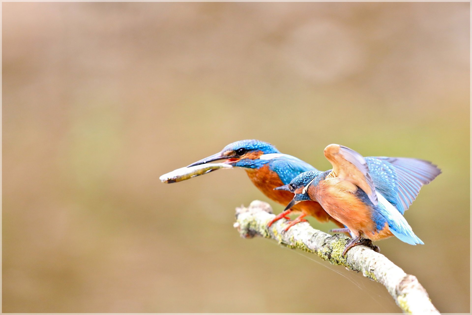 Wallpapers Animals Birds - Kingfisher 