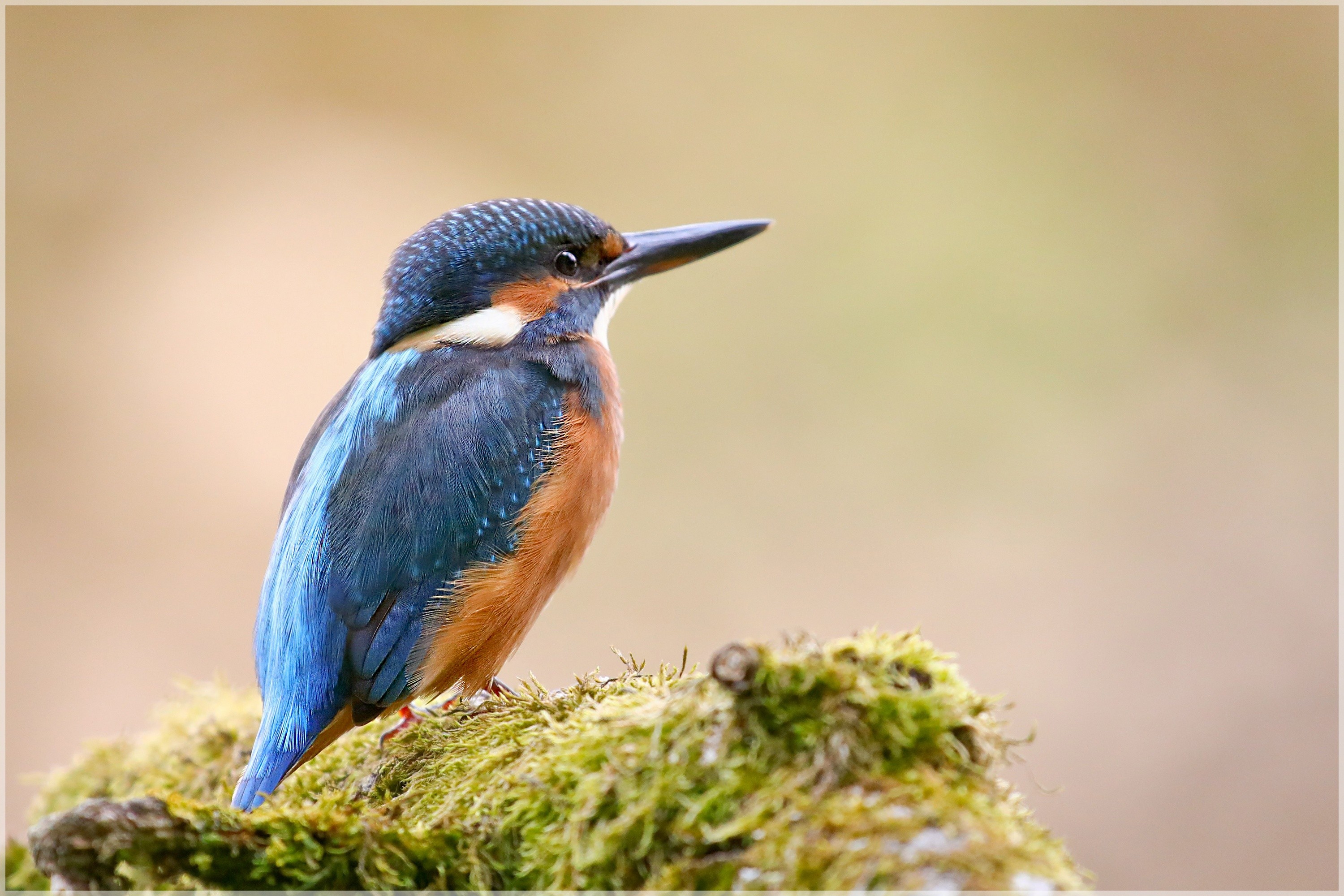 Wallpapers Animals Birds - Kingfisher 