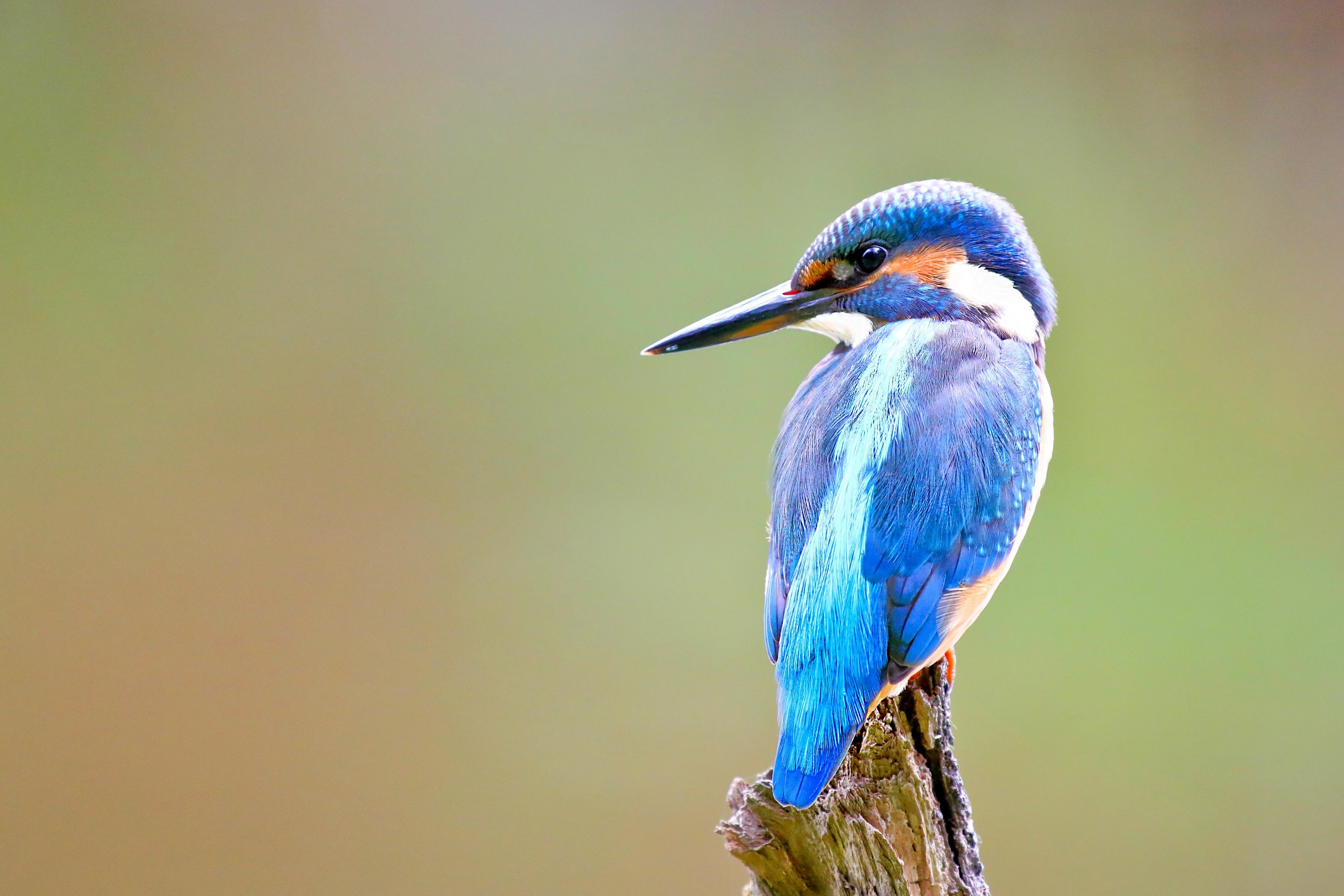 Fonds d'cran Animaux Oiseaux - Martins-pcheurs 