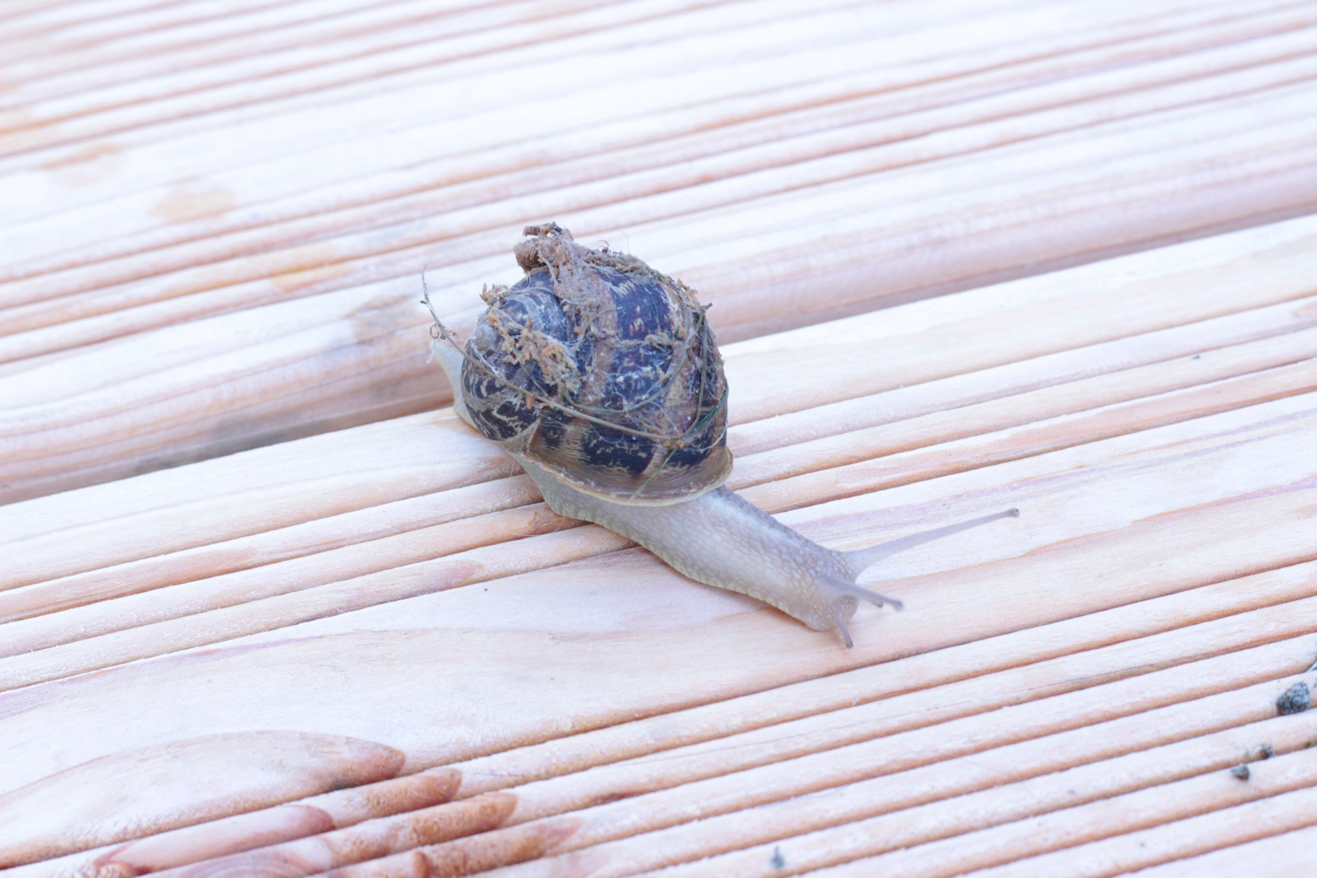 Wallpapers Animals Snails - Slugs 