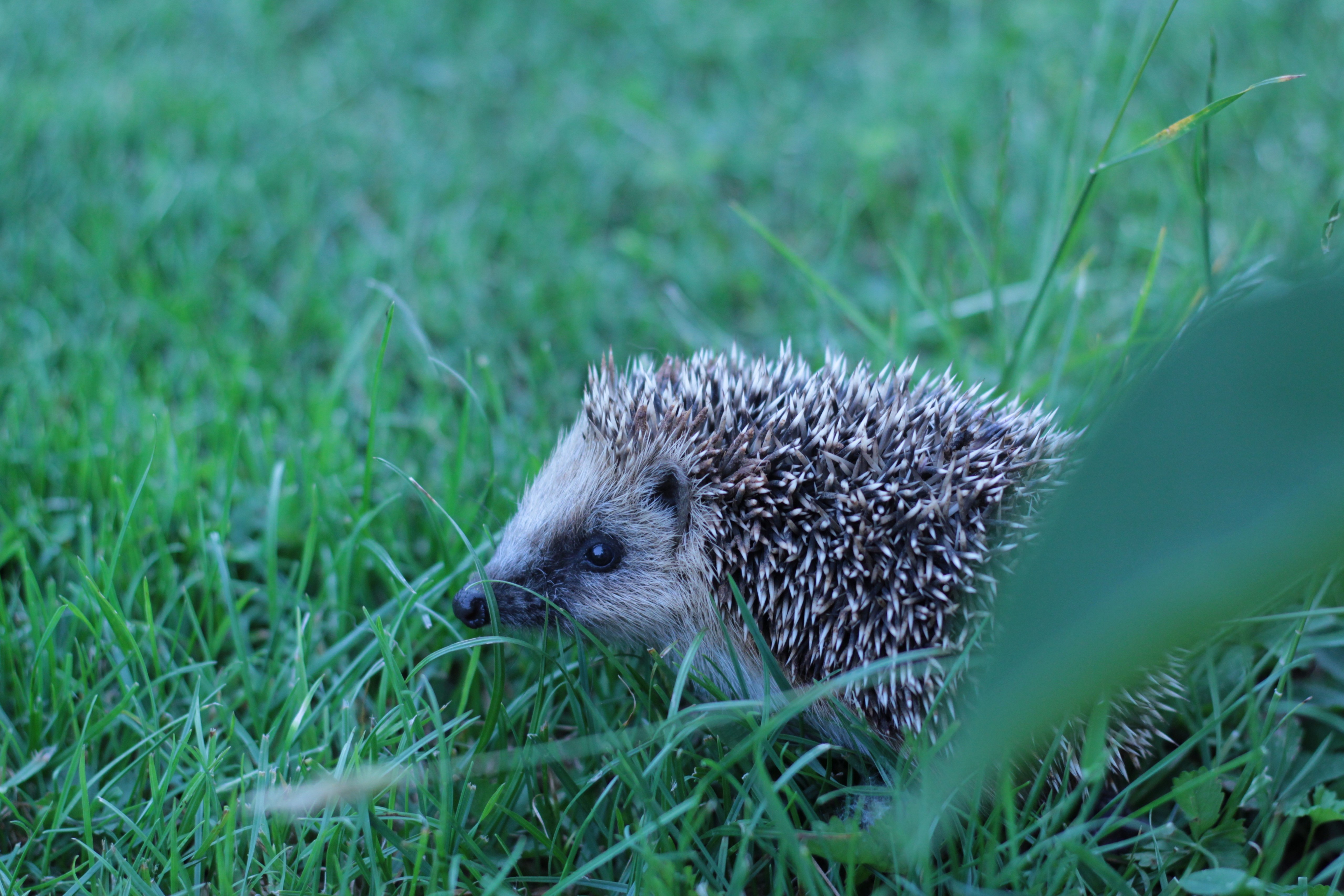 Fonds d'cran Animaux Hrissons 