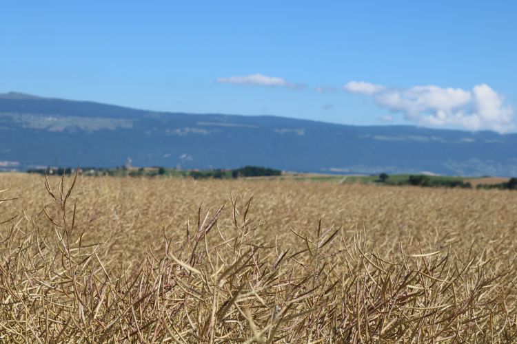 Fonds d'cran Nature Champs - Prairies A travers champs