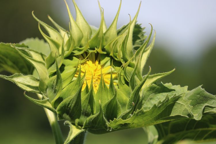 Wallpapers Nature Flowers A travers champs