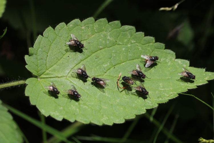 Fonds d'cran Animaux Insectes - Mouches A travers champs