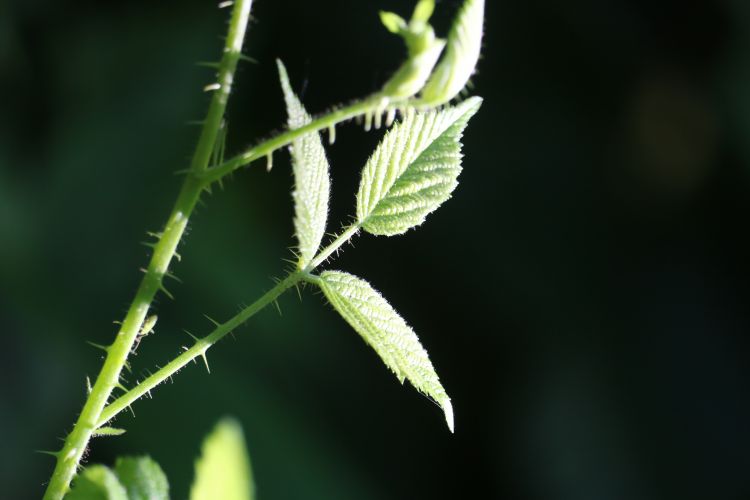 Wallpapers Nature Leaves - Foliage A travers champs