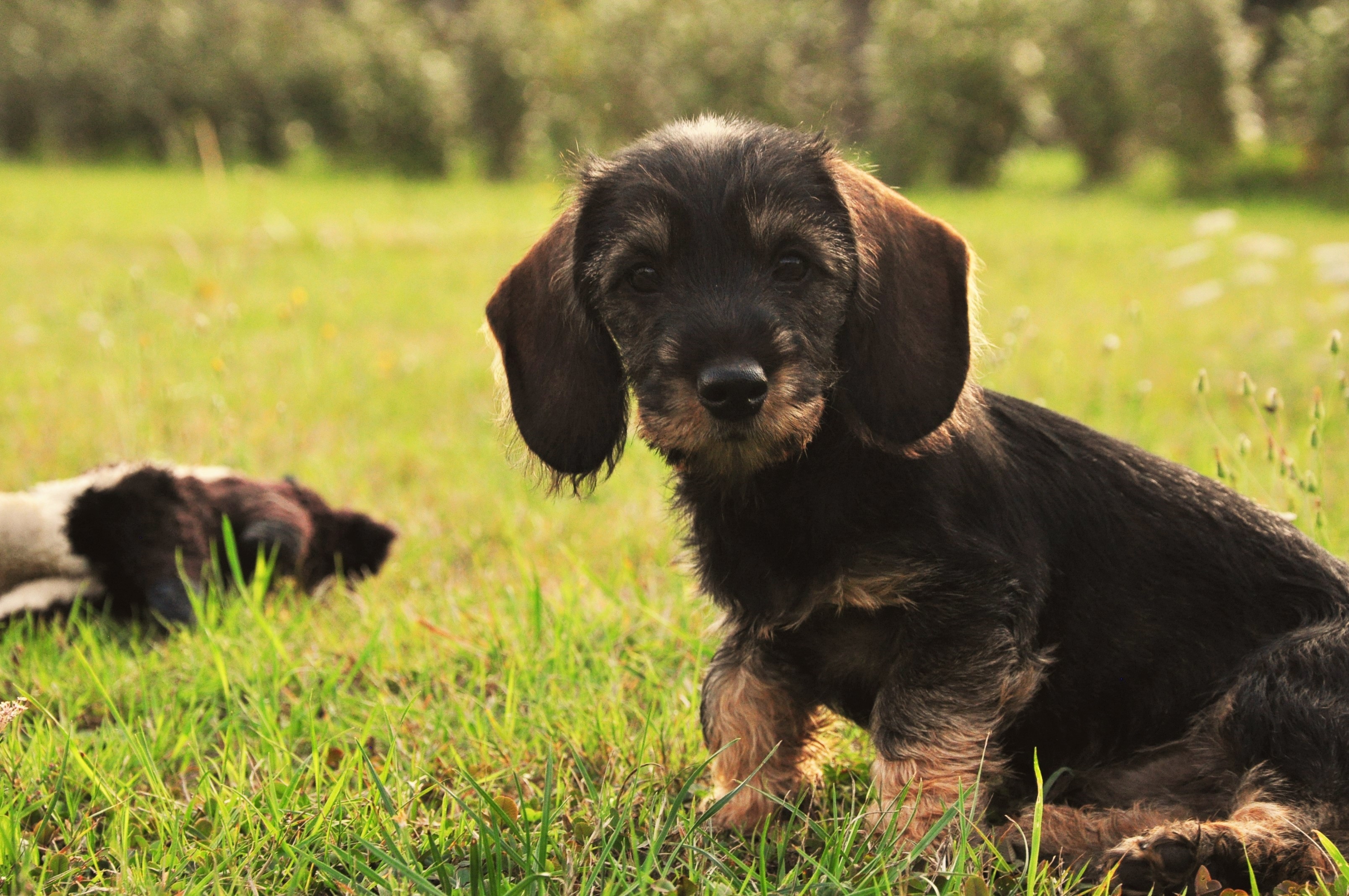 Fonds d'cran Animaux Chiens Maya 