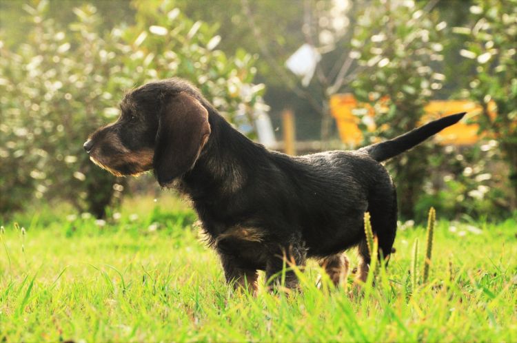 Fonds d'cran Animaux Chiens Maya 