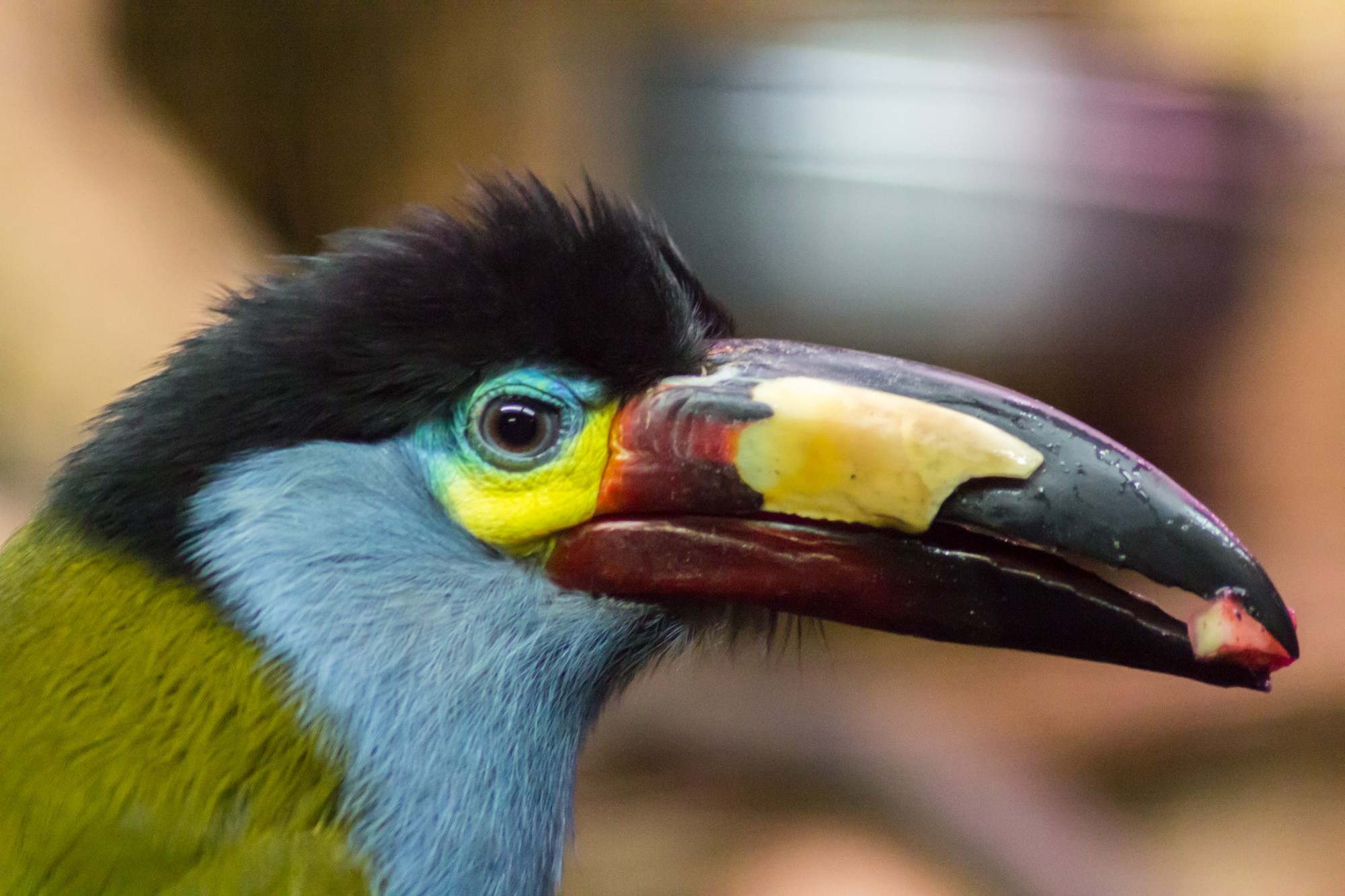 Fonds d'cran Animaux Oiseaux - Divers toutes les couleurs monde