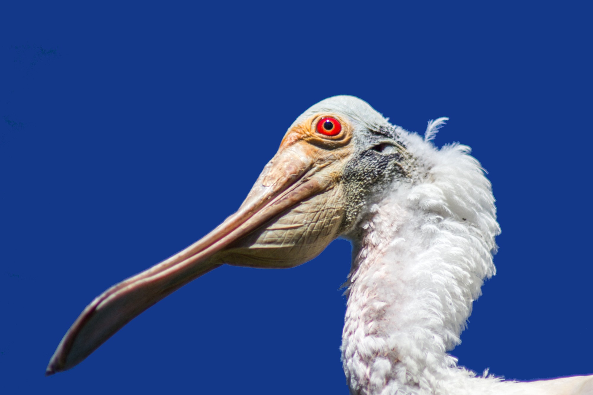 Fonds d'cran Animaux Oiseaux - Divers toutes les couleurs monde