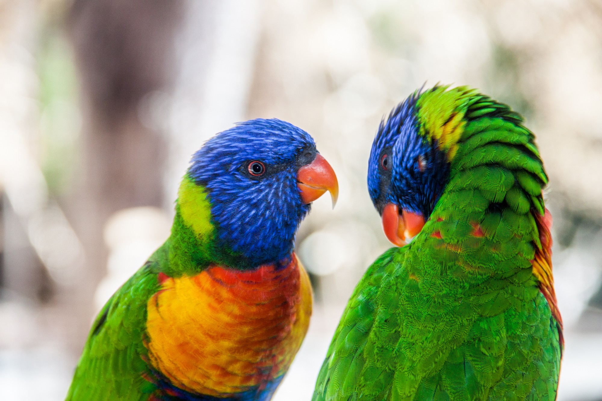 Fonds d'cran Animaux Oiseaux - Perruches toutes les couleurs monde