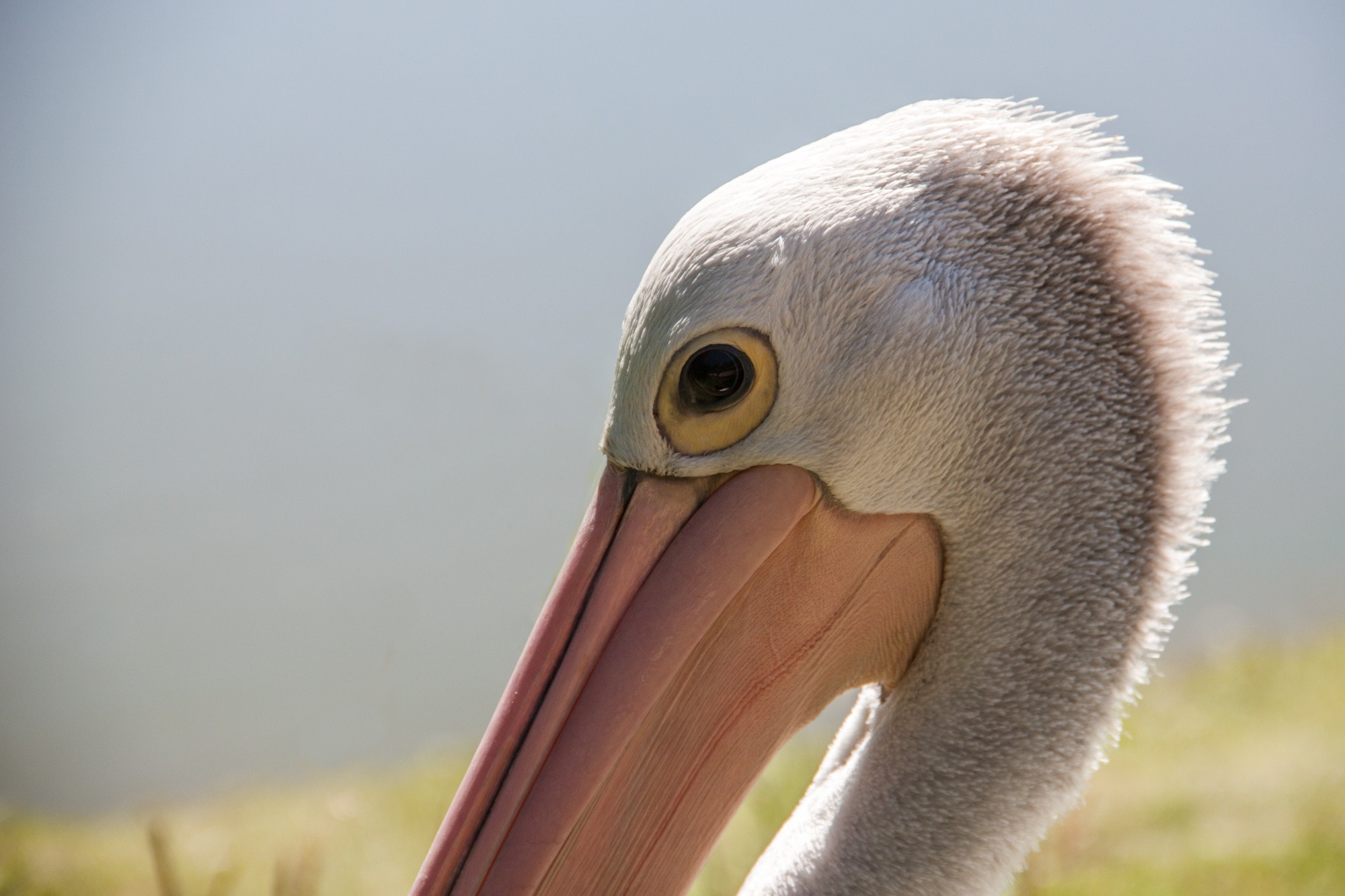 Fonds d'cran Animaux Oiseaux - Plicans toutes les couleurs monde