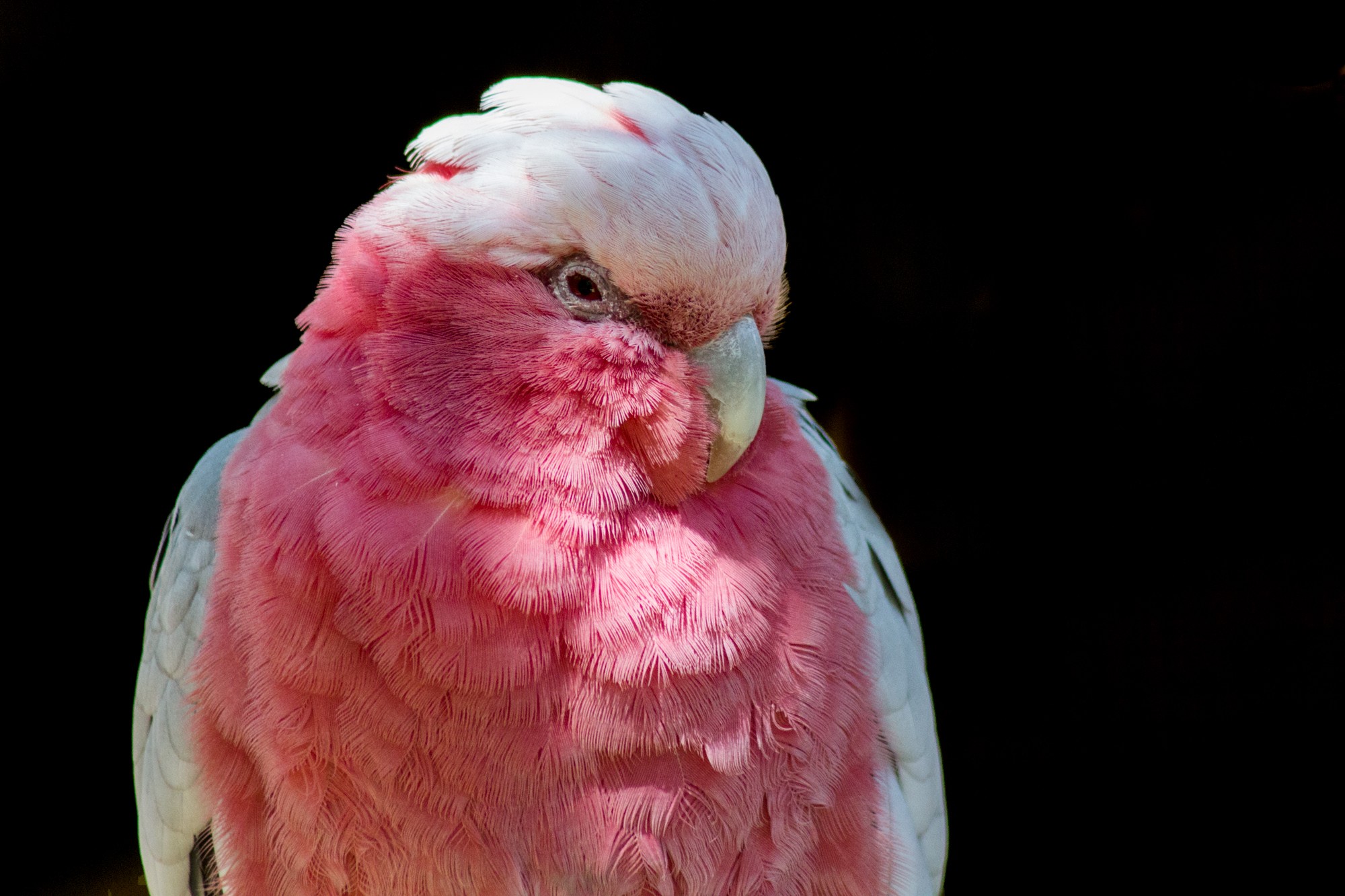 Fonds d'cran Animaux Oiseaux - Perruches toutes les couleurs monde