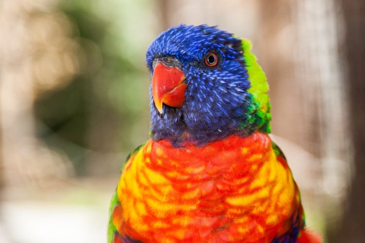 Fonds d'cran Animaux Oiseaux - Perruches toutes les couleurs monde